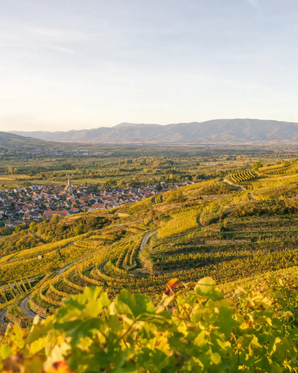 Weinberge am Kaiserstuhl im Herbst
